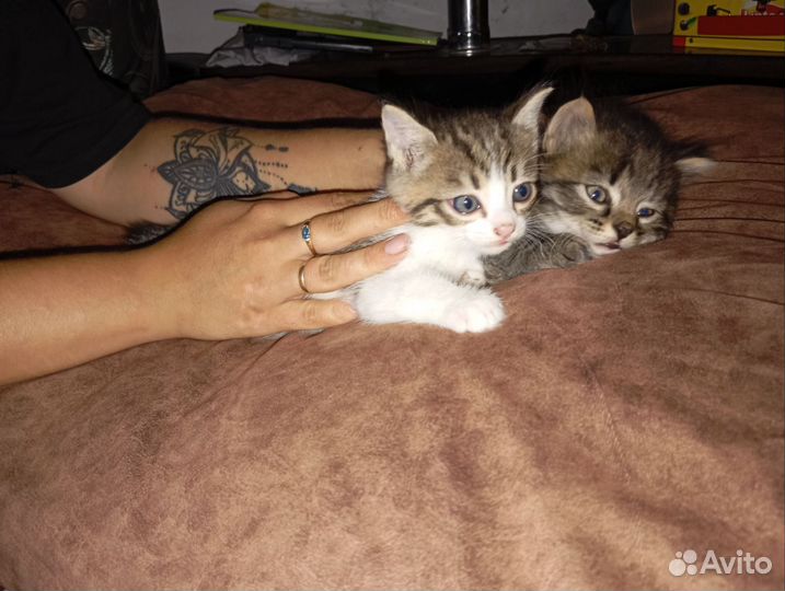 Отдам котят