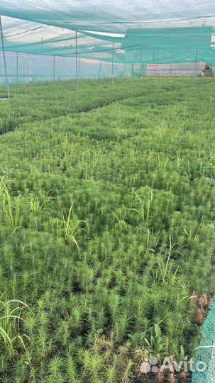 Сеянцы сосны зкс