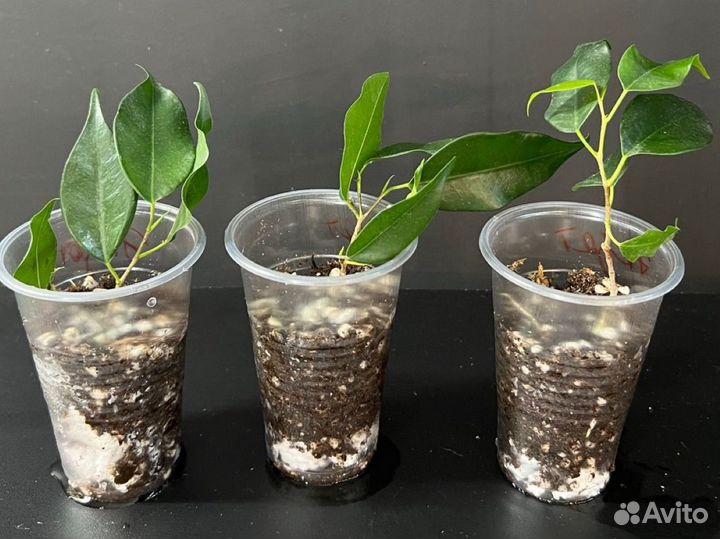 Фикус бенджамина