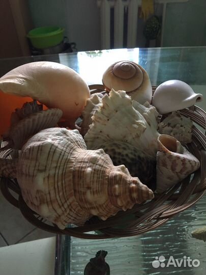 Ракушки набор в корзине