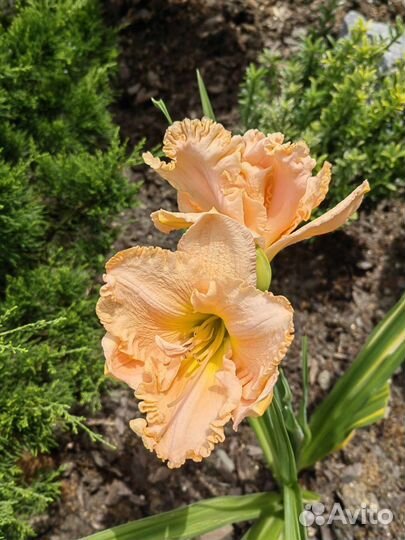 Лилейники сортовые