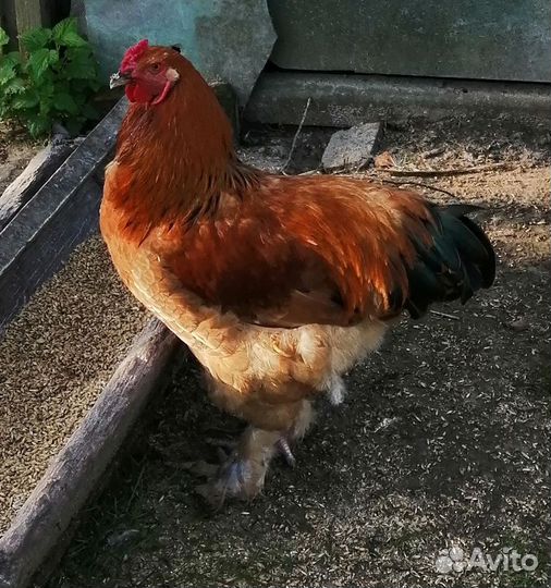 Домашние животные птицы