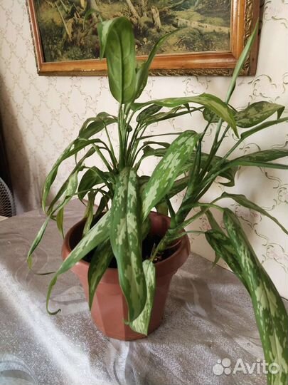 Пальма драцена