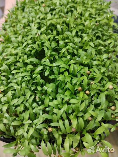 Микрозелень