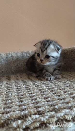 Шотландские котята