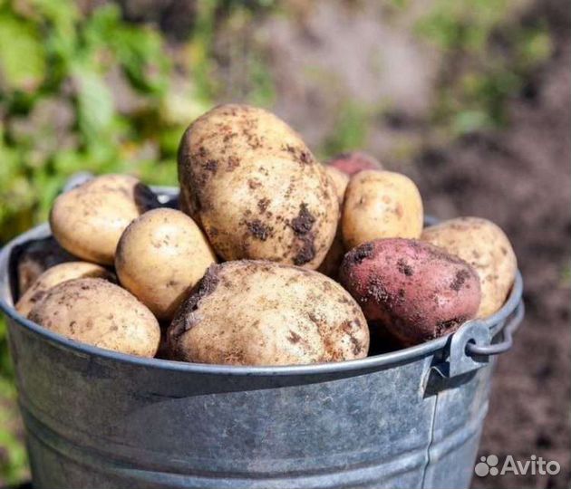 Продам картофель