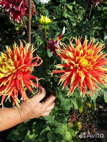 Георгины срезанные