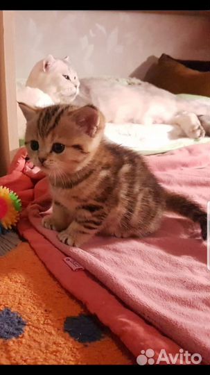 Котята