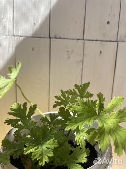 Комнатные растения цветы