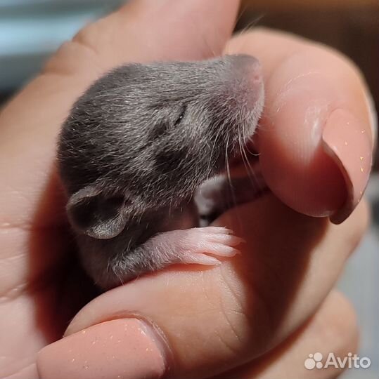 Крысята рекс мальчики и девочки дамбо