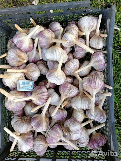 Продам чеснок
