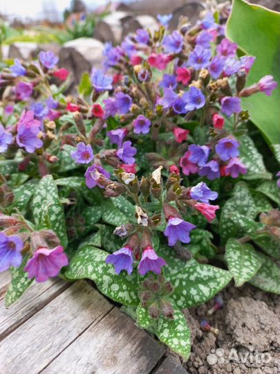 Многолетние садовые цветы