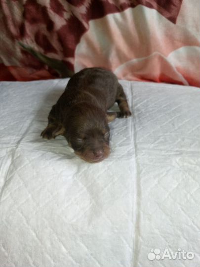 Той-терьер щенки