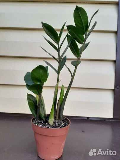 Замиакулькас. Комнатные растения