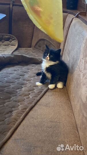 Котята отдам бесплатно