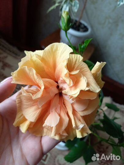 Гибискусы(Double Peach и красный махровый)