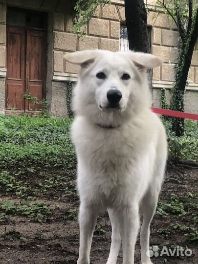 Выгул собак с 12 лет