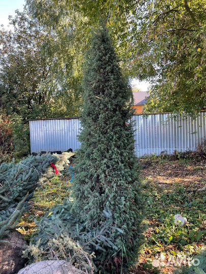 Можжевельник формированный виргинский