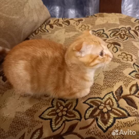 Метис шотландской вислоухой