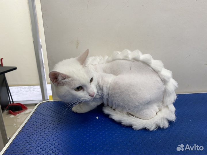 Стрижка собак и кошек. Груминг с выездом на дом