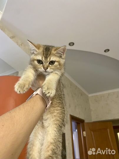 Котенок британская золотая шиншилла (девочка)