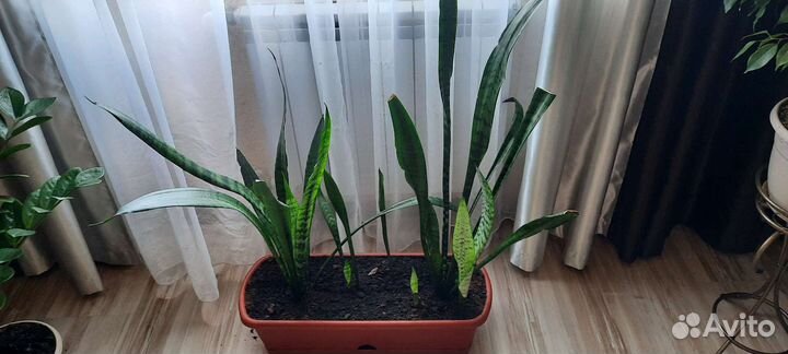 Сансевиерия