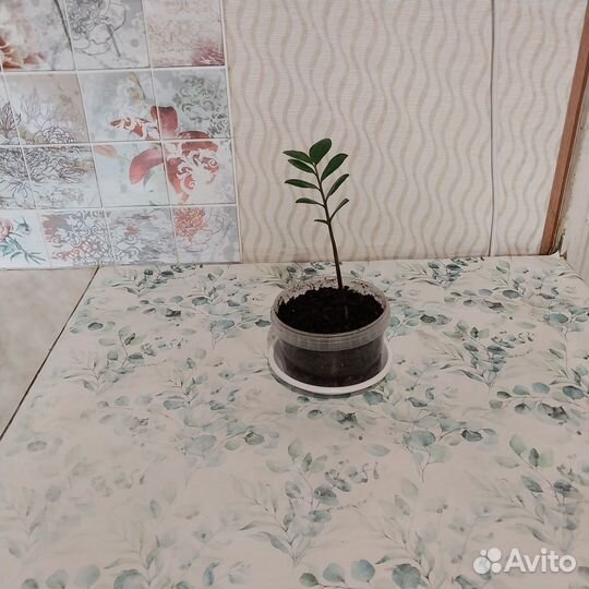 Замиокулькас