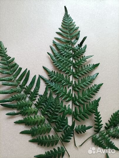 Мох, Папоротник стабилизированные