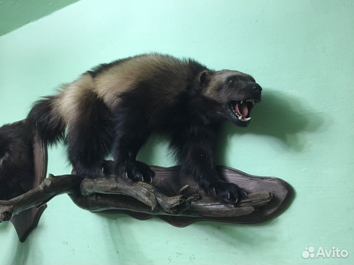 Чучело Росомахи