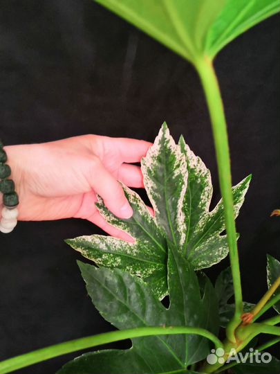 Фатсия вариегатная 17/50