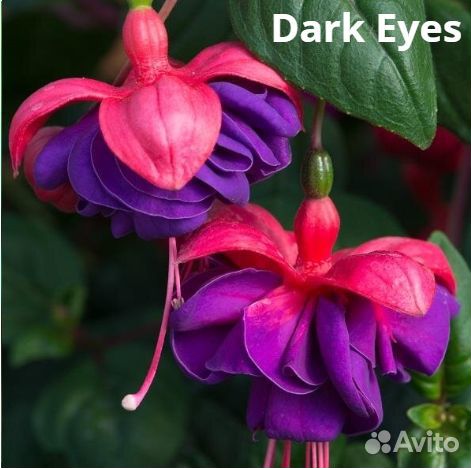 Фуксия сортовые: Blue Angel и др