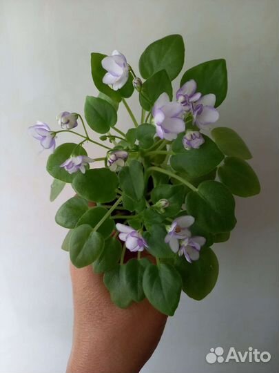 Фиалка трейлер