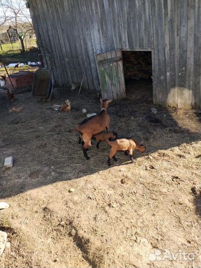 Коза Чешская 100%