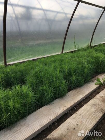 Сеянцы сосны и ели