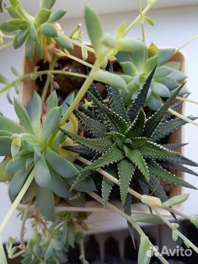 Мини садик. Суккуленты