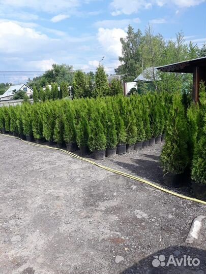 Туя Смарагд extra