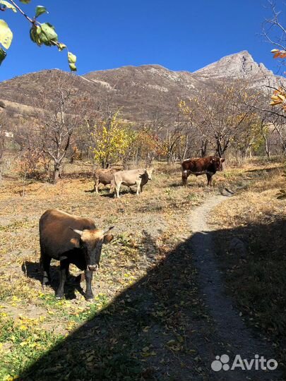 Домашние животные