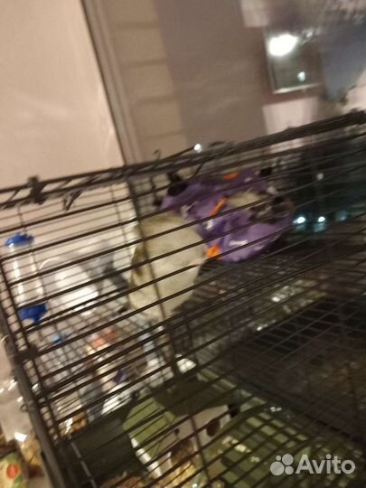 Джунгарский хомяк с клеткой