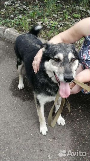 Собака ищет дом