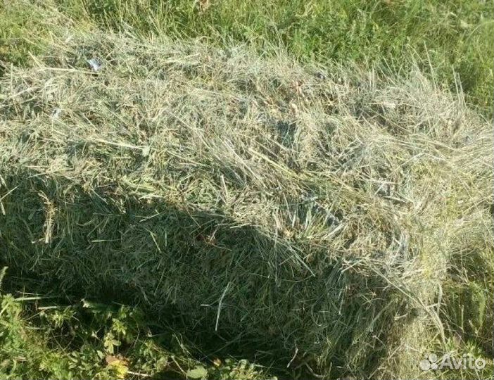 Сено в квадратных тюках