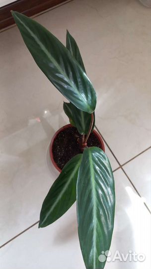 Строманта Марун