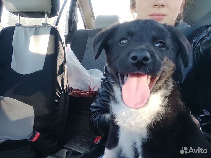 Щенок бесплатно в добрые руки