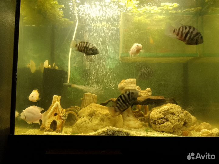Рыба