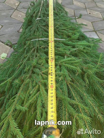 Лапник декоративный