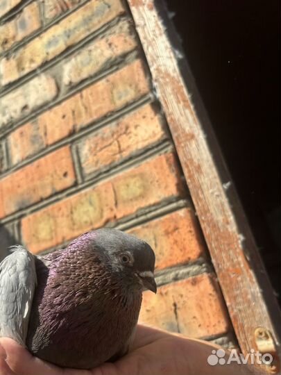 Голуби продажа бойные