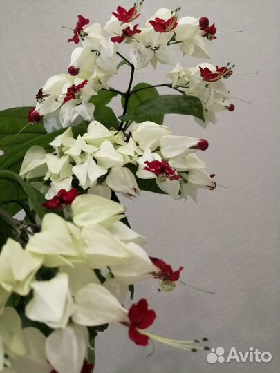 Клеродендрум Томпсона, черенки