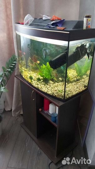 Аквариум 100 литров с тумбой и 7 рыбок
