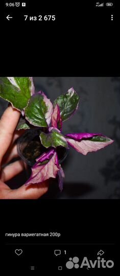 Комнатные цветы