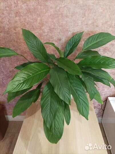 Комнатные цветы