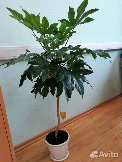 Японская Фатсия (пальма) 1 метр без горшка